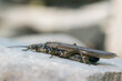 Duży groźnie wyglądający owad siedzący na kamieniu.