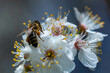 Pszczoła zbierająca nektar z kwitnącej rośliny.