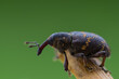 Curculio, chrząszcz z rodziny ryjkowcowatych, rozmyte zielone tło.