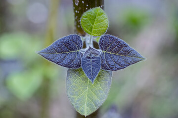 Wall Mural - paulownia tree new leaves closeup