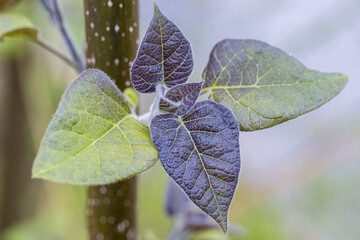 Wall Mural - close-up of the new leaves of paulownia