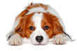 Leinwandbild Motiv Sad  Kooiker dog resting