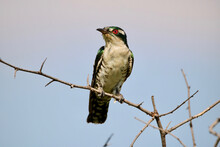 Diederik Cuckoo, Kruger National Park