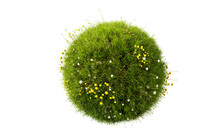 Grass Circle, 3d Render. Grass Sphere With Dandelions Isolated On A White Background.