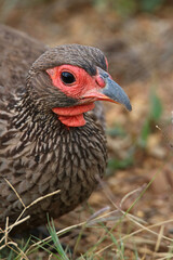 Wall Mural - Swainson's Spurfowl, Kruger National Park