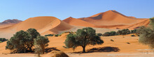 Acacia Trees And Dunes In The Namib Desert / Dunes And Camel Thorn Trees , Vachellia Erioloba, In The Namib Desert, Sossusvlei, Namibia, Africa.