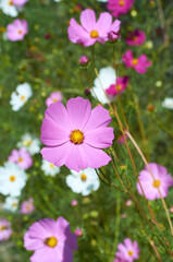 Wall Mural - cosmos decorative bright pink flower, garden beauty