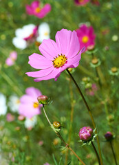 Wall Mural - cosmos decorative bright pink flower, garden beauty