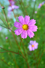 cosmos decorative bright pink flower, garden beauty