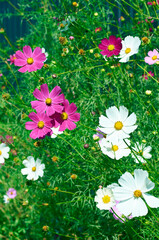 Wall Mural - cosmos decorative bright pink flower, garden beauty