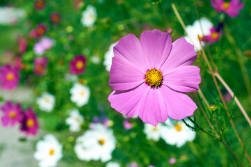 Wall Mural - cosmos decorative bright pink flower, garden beauty