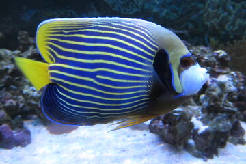 Emperor angelfish, Pomacanthus imperator, marine angelfish, tropical fish. Regal Angelfish. Marine fishes with beautiful colors. Beautiful coral fish inaquarium in shades of blue with a yellow tail