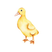 Watercolor Yellow Little Duckling Isolated On White Background. Fauna Duck Farm Animal Illustration