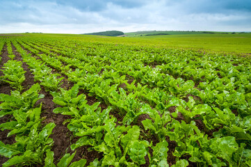 Wall Mural - sugar beet close up, rows of young beets, agricultural theme