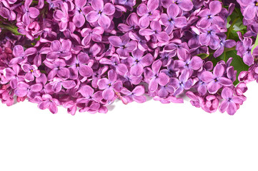Wall Mural - lilac flowers and empty space for your text