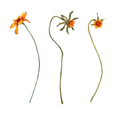 Set of watercolor orange wild flowers on stem isolated on white background. Botanical floral plant nature illustration