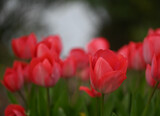 Fototapeta Tulipany - Beautiful close-up of a tulip