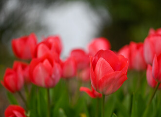 Sticker - Beautiful close-up of a tulip