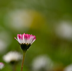 Poster - Beautiful close-up of a daisy