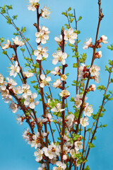 Wall Mural - fresh spring flowers of apricot tree on the branches against the blue sky. shallow depth of field. soft focus.