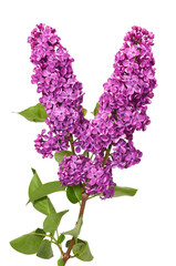 Wall Mural - Branch of blooming lilac with leaves isolated on white background