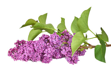 Wall Mural - Branch of blooming lilac with leaves isolated on white background
