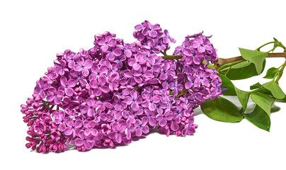 Wall Mural - Branch of blooming lilac with leaves isolated on white background