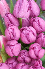 Wall Mural - Bright Tulip flower growing in the summer garden after the rain