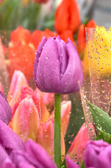 Wall Mural - Bright Tulip flower growing in the summer garden after the rain