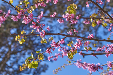 Wall Mural - Purple Spring Blossom. Cercis Canadensis or Eastern Redbud