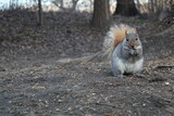 Fototapeta Krajobraz - Squirrel at Central Park, NYC