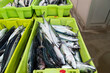 Verdel, Caballa  mackerel , entering port and put up for auction 