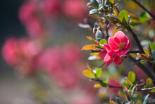 Closeup Of Pink Japanese Quince Tree  Of Chaenomeles In Public Garden