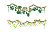 Green climbing ivy creeper branches set. Tropical climbing plants vector illustration