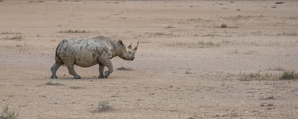 A black rhinoceros, Diceros bicornis, in the bush in Namibia, wild animal
