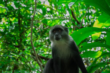 The Monkey, One Of The Rarest Primates In Africa And Found Only On Zanzibar's Main Island, Had Seen Its Population Decline To Less Than 2,000 Individuals In The 1990s. But Thanks To The Establishment 