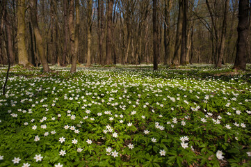 Wall Mural - Anemone nemorosa flower in the forest in the sunny day. Wood anemone, windflower, thimbleweed.