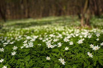 Wall Mural - Anemone nemorosa flower in the forest in the sunny day. Wood anemone, windflower, thimbleweed.