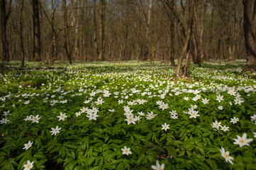 Wall Mural - Anemone nemorosa flower in the forest in the sunny day. Wood anemone, windflower, thimbleweed.