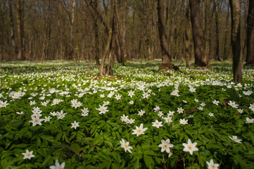 Wall Mural - Anemone nemorosa flower in the forest in the sunny day. Wood anemone, windflower, thimbleweed.