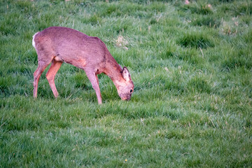 a wild Roe Deer (Capreolus capreolus) eating grass in a meadow under late afternoon fading light