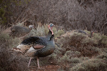 A Wild Tom Turkey Walks Through Low Sage Brush In The Desert Of Southern Utah With A Couple Of Hens In The Background. 
