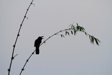 Indian Jungle Crow (Corvus Culminatus) Perched On A Bamboo. Nepal.
