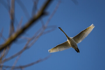 Canvas Print - A swan flying over the branches of a tree.