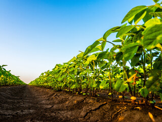 Wall Mural - Green soybean plants at agricultural farm field