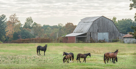 Wall Mural - Connemara ponies grazing pasture with rustic barn backdrop