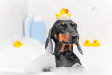 Portrait Of A Funny Dachshund Puppy With Yellow Rubber Duck On Head, Who Is Squinting With Pleasure And Fooling Around While Sitting In A Hot Tub With Soap Foam, Front View