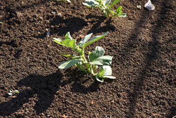 Sticker - Fava bean cultivation in vegetable garden. Fava bean sows in autumn, blooms from March to April, and can be harvested from May to June. 