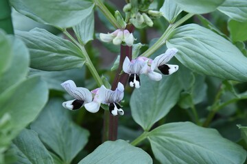 Poster - Fava bean cultivation in vegetable garden. Fava bean sows in autumn, blooms from March to April, and can be harvested from May to June. 