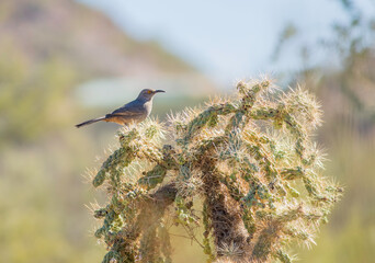 A curve-billed thrasher perched on top of a cholla cactus in Saguaro National Park outside of Tucson Arizona. 